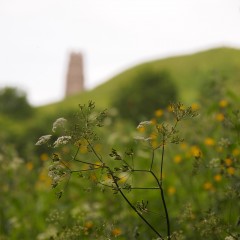 Glastonbury: non solo un festival rock!