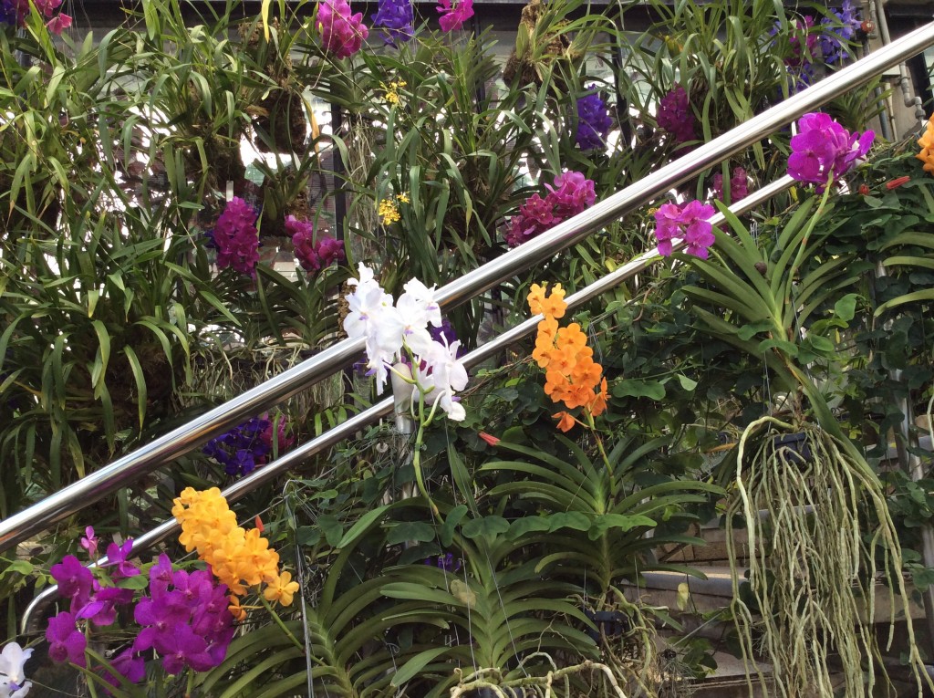Orchidee splendide