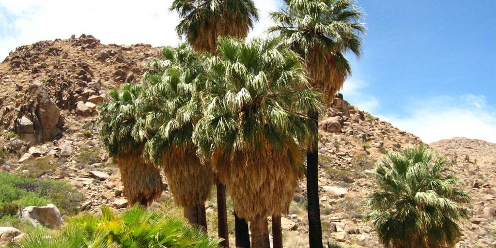 29 palms