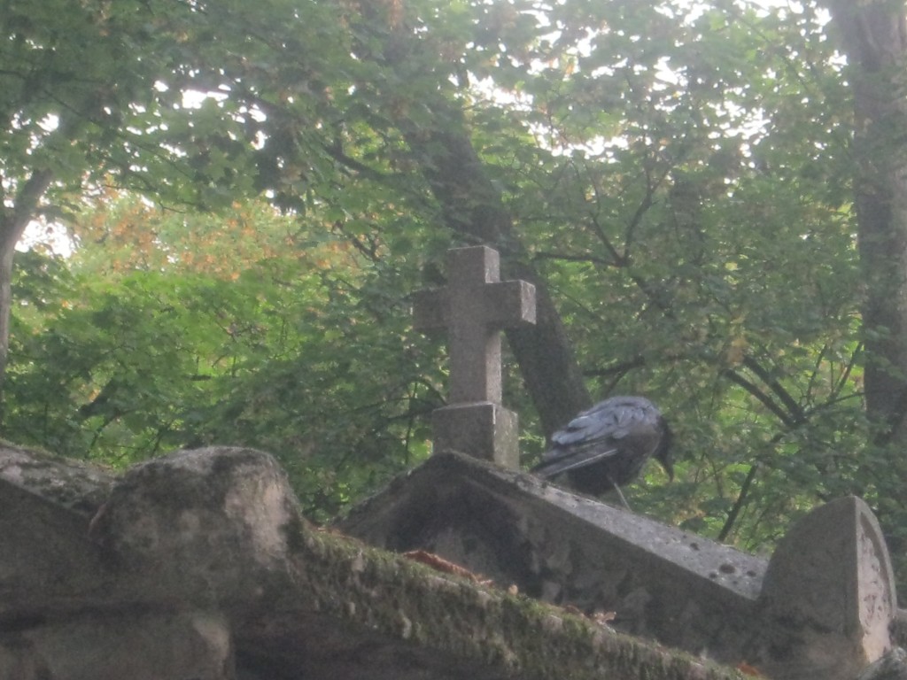 Un corvo tra le lapidi di Pere L. Foto d Gloria