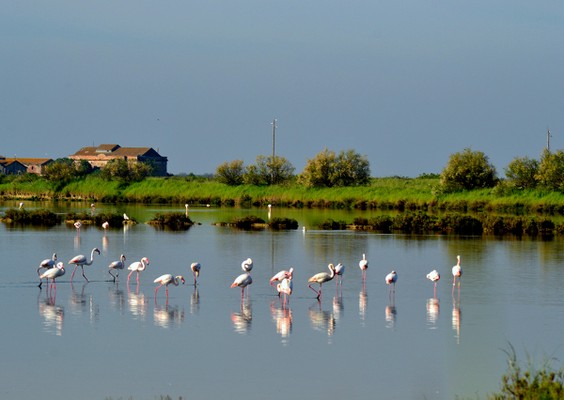 Saline Comacchio