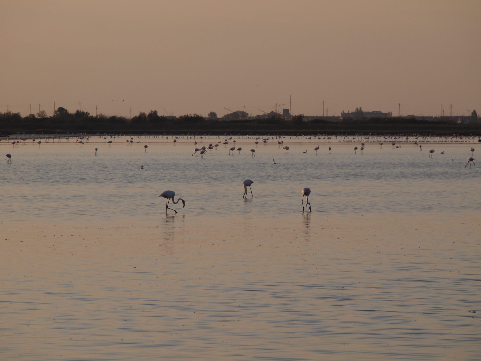 comacchio fenicotteri