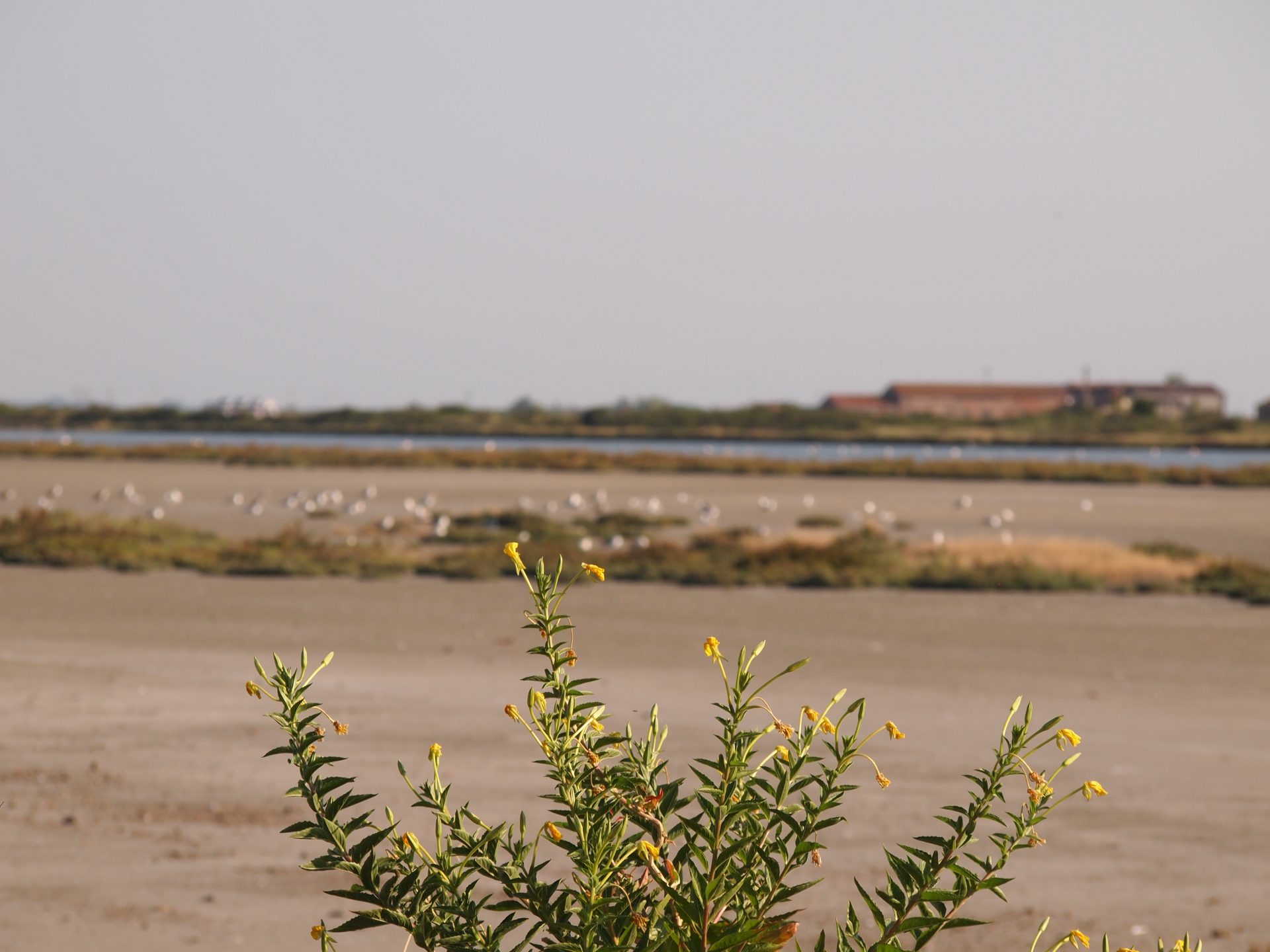 saline comacchio